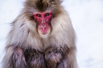 Macaque Snow Monkey