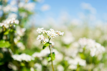 flowering buckwheat field