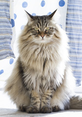 beautiful brown cat of siberian breed under the clotheshorse