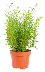 fresh fines herbs, green rosemary in flower pot  is isolated on
