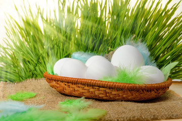 chicken white eggs with feathers in basket on hessian and spring