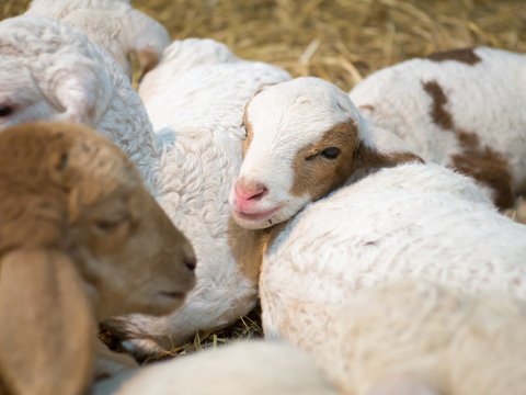 Sheep looking at the camera and smiling