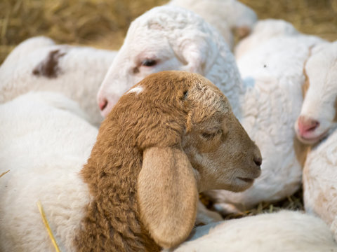 Sheep sleeping