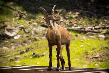 Beautiful forest closeup with beautiful little deer stag
