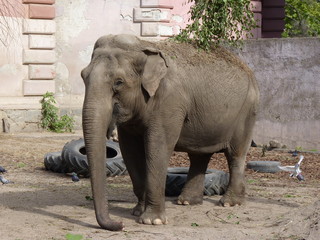 The female elephant