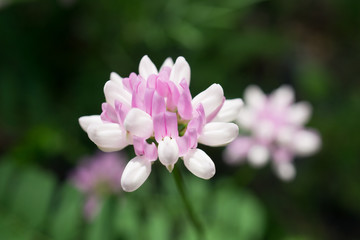 Pink and White Wild Vetch Flowers