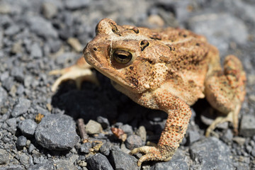 Brown toad on gray gravel 