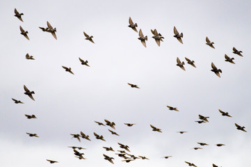 Oiseaux