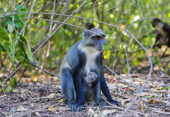 Diademed monkey feeding her baby. Gedi Ruins, Watamu, Kenya.