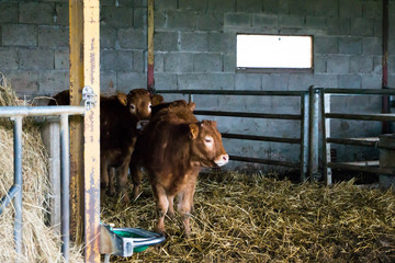 Vaches © Alex