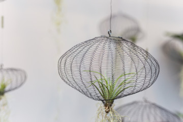 Air Plants in a net