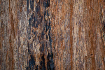 Texture of the trunk of a coastal redwood, Sequoia, sempervirens- texture or background