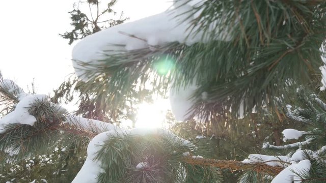 Beautiful tree covered with snow, close-up view, in the frosty winter, the Christmas forest