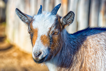 The small goat looks directly into the camera