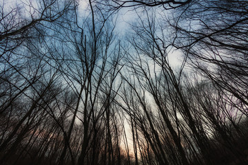 Winter Forest trees  in dawn.