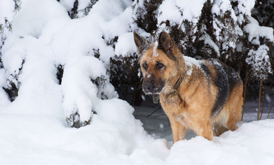 Portrait of the German shepherd on the nature of the winter in the snow
