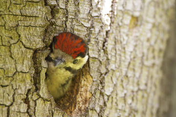 Young woodpecker