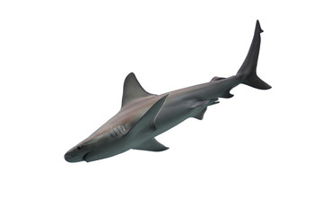 Shark isolated on white