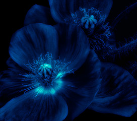 Obrazy na Plexi  Blue Islandia kwiat maku portret makro, czarne tło/niski klucz/świecący neon niebieski, fantastyczny realizm/surrealistyczny obraz w stylu vintage kwiatowy fantasy