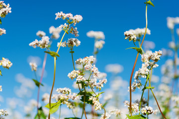 Fototapeta premium flowering buckwheat field