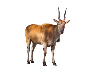 Common eland (Taurotragus oryx)