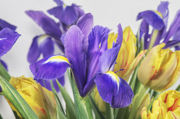 Close-up bouquet with blue irises and yellow tulips