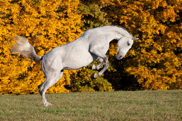 Obraz na płótnie Canvas Nice white horse running on meadow