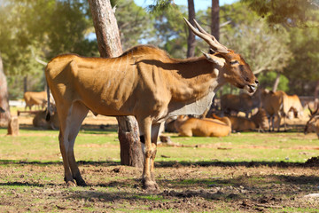 Naklejka na ściany i meble Eland antelope (Taurotragus Oryx or Derbianus)