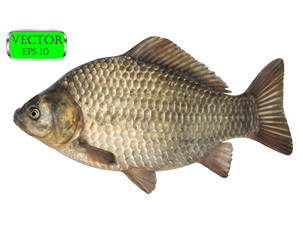 Fototapeta premium Fresh raw fish crucian carp isolated on white background. Vector