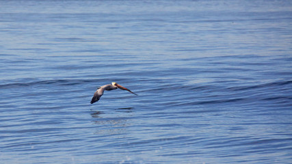 Brown pelican glides low over a calm Pacific Ocean