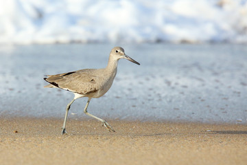 Willet walking on sand with surf in the background