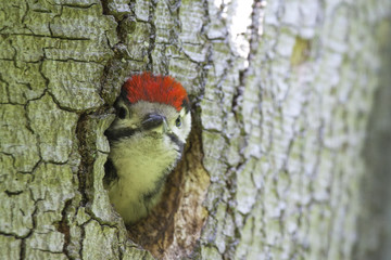 Young woodpecker