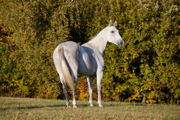 Obraz na płótnie Canvas Portrait of nice white horse