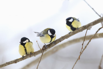Three titmouse on a branch. The winter chill