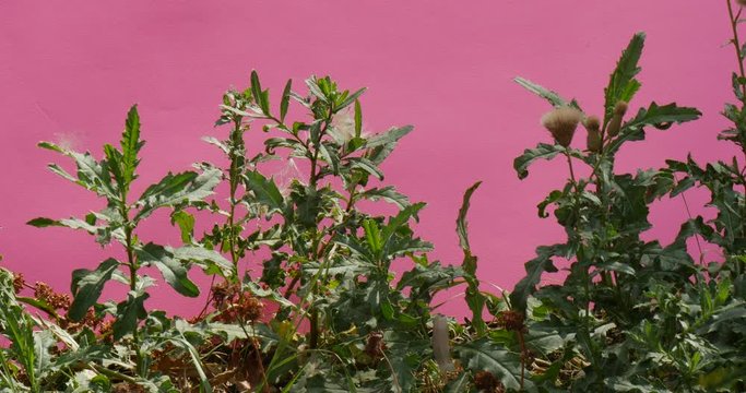 Chromakey Alfa Chanal Technique Used With Field Weed Swaying in the Wind, Being Shot in a Nonstandard Way, With Light Violet Background
