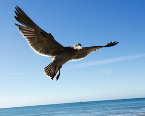 Heermann's gull (Larus heermanni), Refugio State Beach, near Goleta, CA, USA.