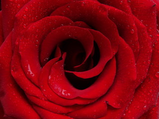 The bud of a red rose