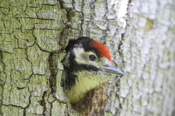 Young woodpecker