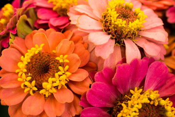 Zinnias Blooming in the Garden