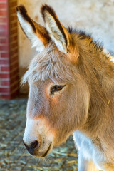 The large head of a donkey with big ears