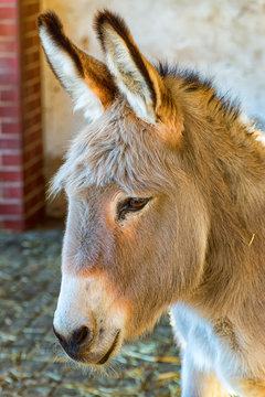 The large head of a donkey with big ears