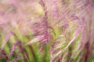 Purple Grass