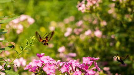 Hummingbird Moth on Pink Phlox