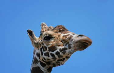  funny giraffe head sleep blue sky background