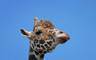 portrait of a funny giraffe head sleep blue sky background