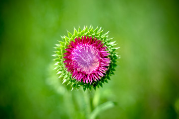 Thistle flower in green