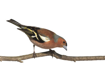 spring bird Chaffinch on a branch in the Park on a white isolated background