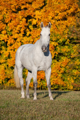 Portrait of nice white horse