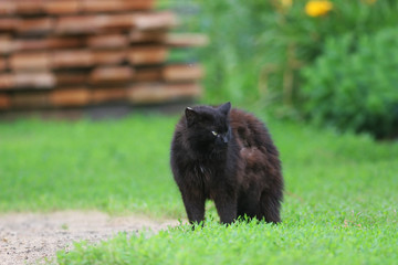 Obraz na płótnie Canvas cute black cat angrily fluffed fur and he arched his back in green grass in summer