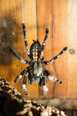 Tarantula - Poecilotheria hanumavilasumica